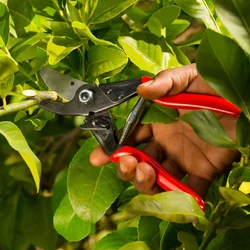 מזמרה ידנית FELCO פלקו 5 דגם בסיסי