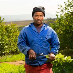 מזמרה ידנית FELCO פלקו 5 דגם בסיסי