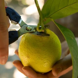 מזמרה ידנית FELCO פלקו 320 מקטפה מקומרת קצרה