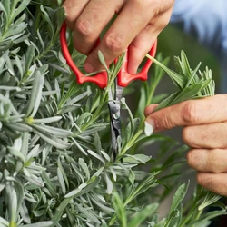 מספרים FELCO פלקו 420 לפרחים